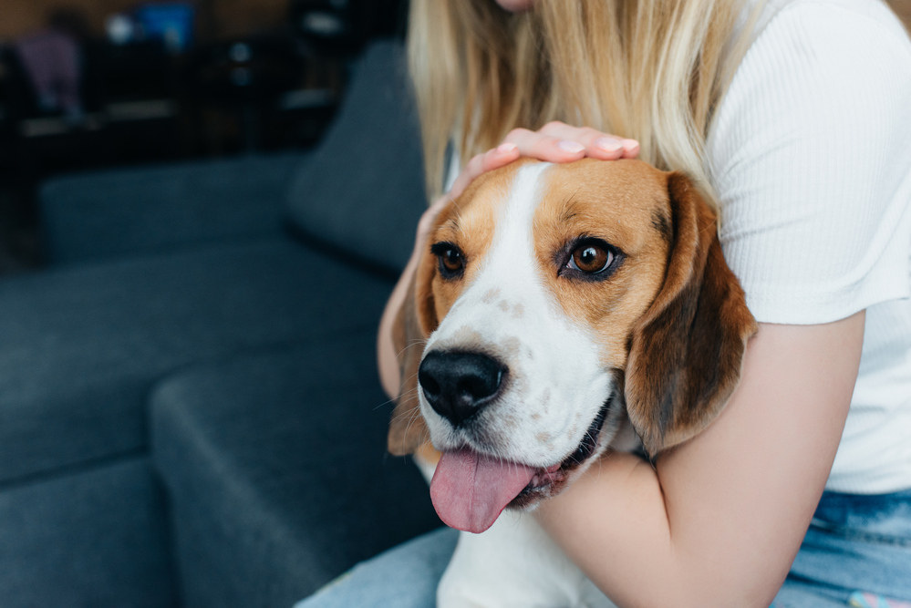 What To Do After A Dog Bite Injury